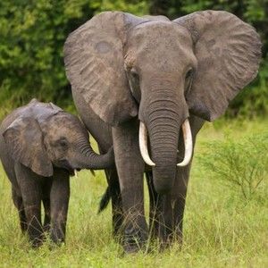 Meet your Posher, Precious